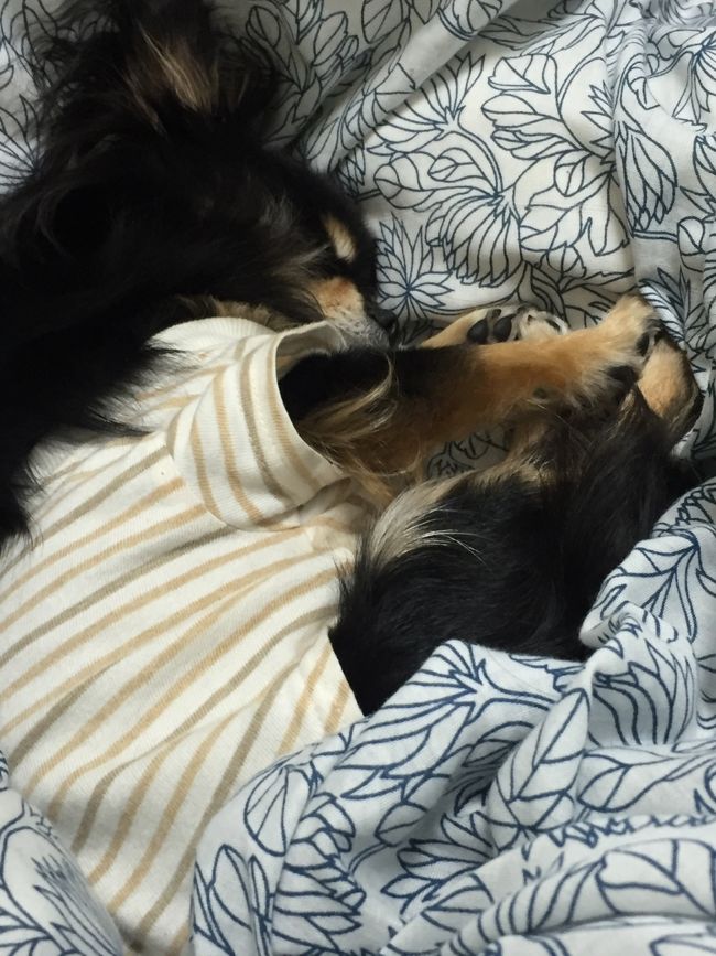 帰宅後、とん丸2号は疲れてベットで熟睡です（笑）