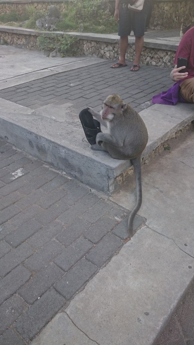 ウルワツ寺院<br />参道は猿だらけ（笑）<br />油断してるとこうなります。
