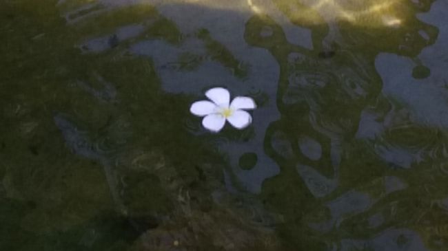 水面に浮かんだプルメリアをパチリ♪<br /><br />また戻ってくるね*\(^o^)/*