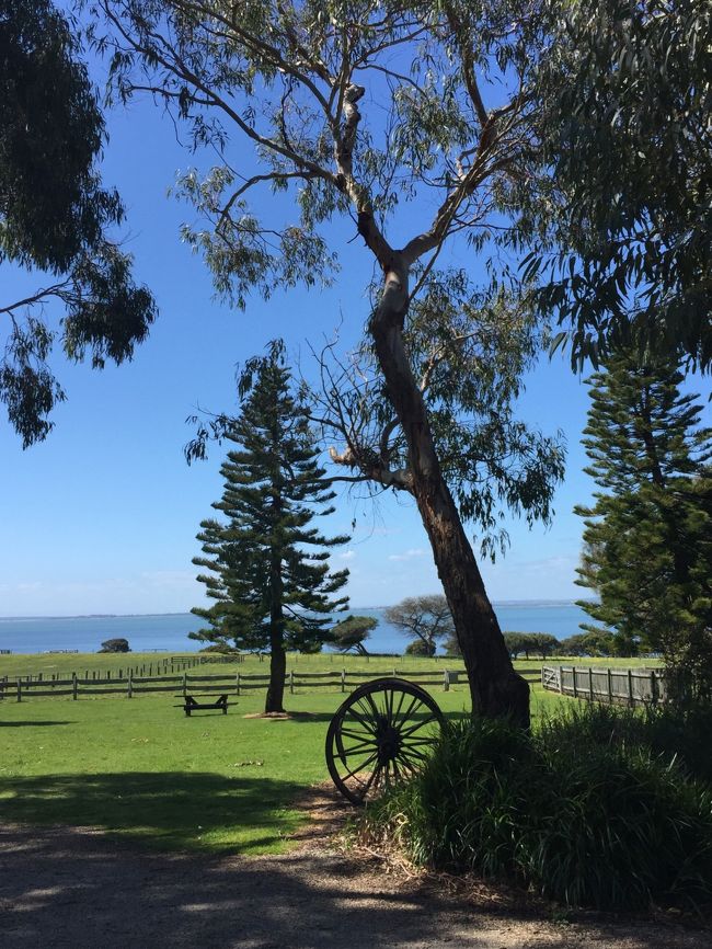 ランチの後は羊の毛刈りショーを見に行きます