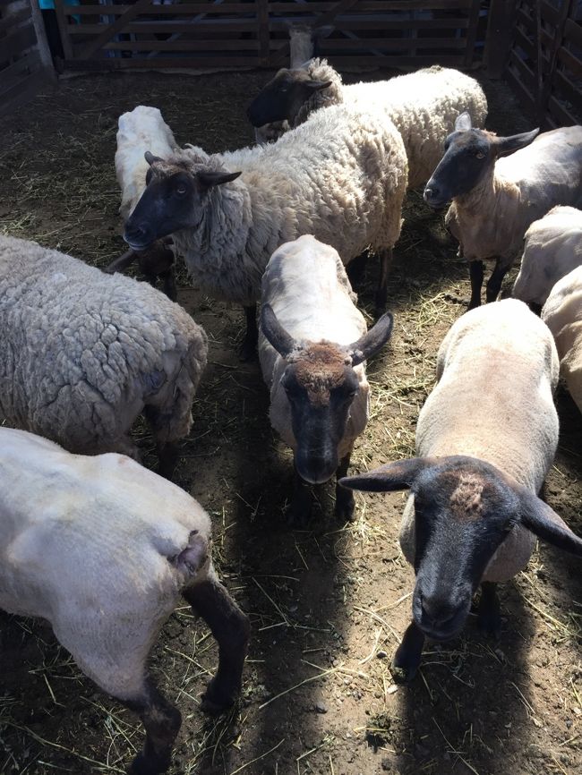 すでに刈られた羊もいますね