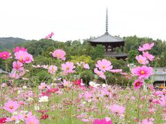 コスモス畑の向こうに、法輪寺が見えてきました。
斑鳩ならではの秋の風景。絵になりますね。
