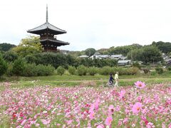 法輪寺から東へ進むとこちらも世界遺産の法起寺。国宝の三重塔がシンボル。
法起寺の前にもこの日訪れた中で一番大きなコスモス畑が広がっていました。
有名なのか、お客さんもたくさんいました。
あたり一面に広がるコスモス、何度でも訪れたくなる素敵な場所です。