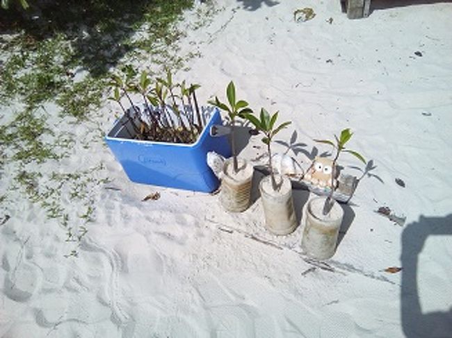 出発までの待ち時間に一枚。<br />ひるぎの苗を育てているようです。