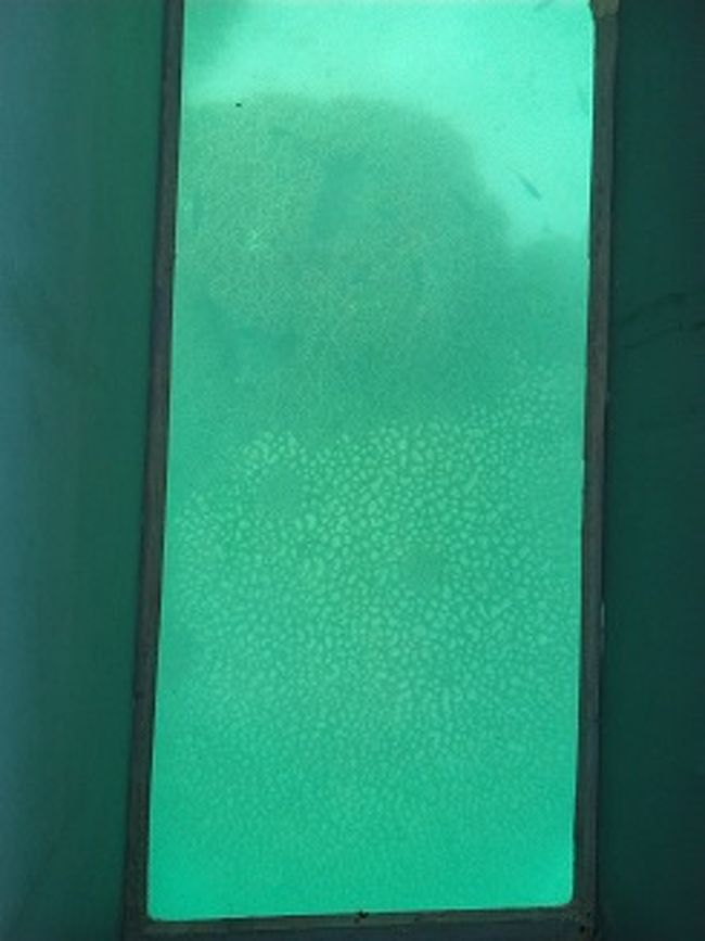 魚はクマノミやブダイやその他もろもろ。<br />私はこのじゃがいもサンゴというのがとてもめずらしかったかな？