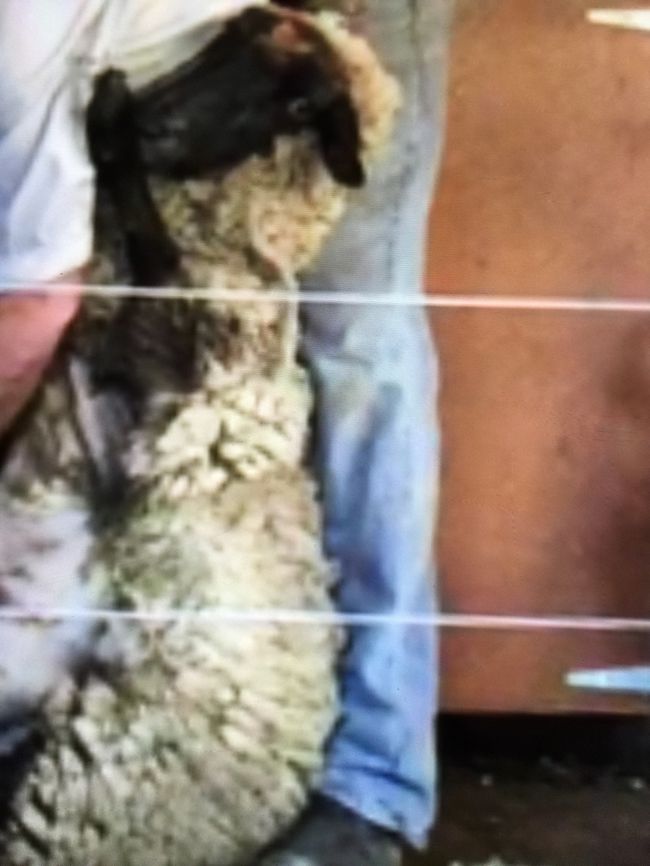 毛刈りが始まりました<br />おとなしくしています(#^.^#)