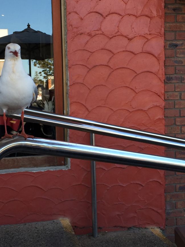 テラスでお茶していると<br />カモメがたくさん来ます