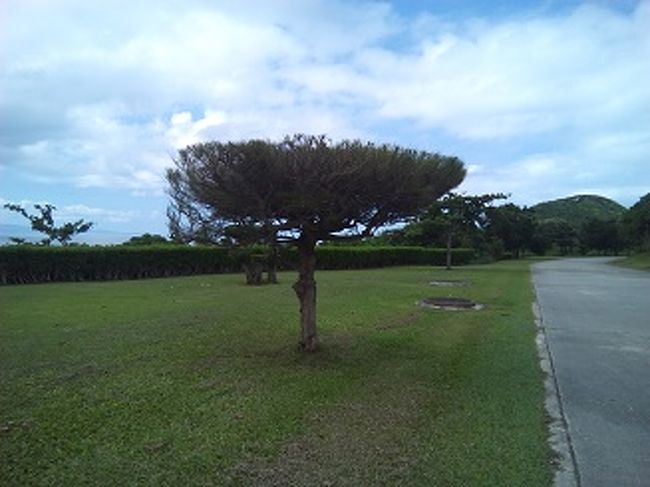 クラブメッドの敷地はきれいです。<br />上側を平らに刈り込まれた松。<br />こういう刈り込みが多かったです。