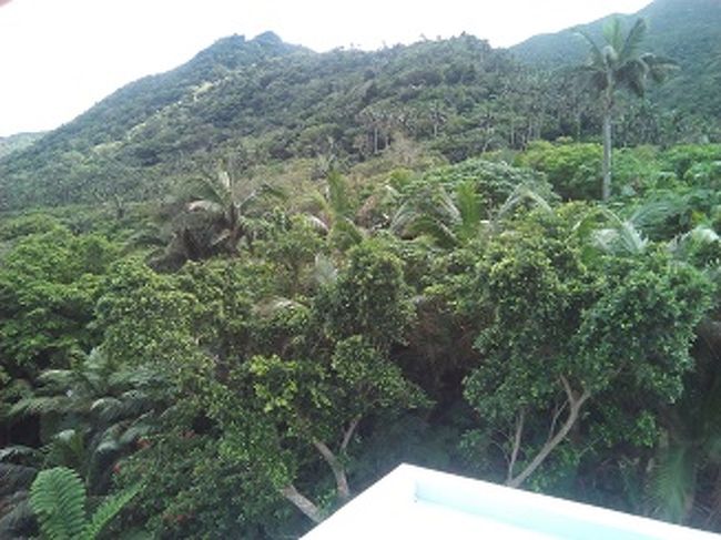 ヤエヤマヤシ記念館というところに入ってみました。<br />屋上からヤシ群落がみえます。