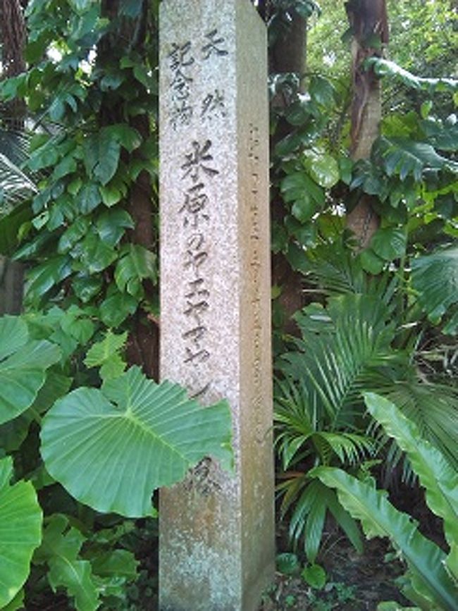 米原ヤエヤマヤシ群落。<br />なかに入って見学します。