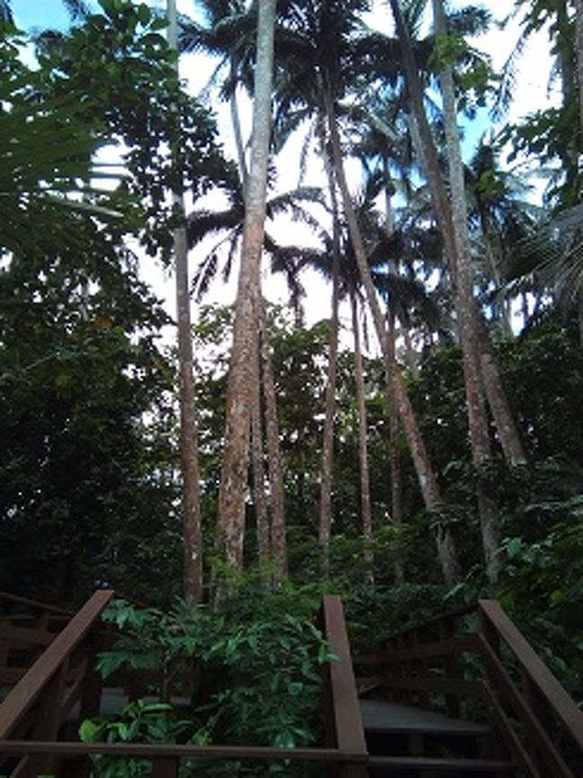 奥行きはあまりなく、すぐに行き当たります。<br />みなさん、ここでヤシを見学したり写真を撮ったりしていました。<br />