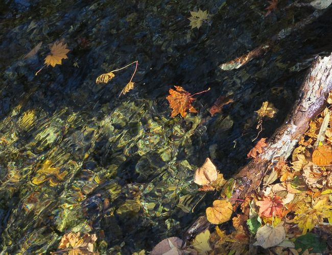 千手ケ浜3<br /><br />　・枯れもみじ浮いて流れて中禅寺