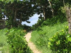 それから今帰仁をぐるっと上から回って備瀬のフクギ並木のところへ。