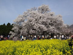 そして、一度行きたかった「一心行の大桜」。こちらは、すごい人。菜の花も満開で美しいコントラストになっていました。