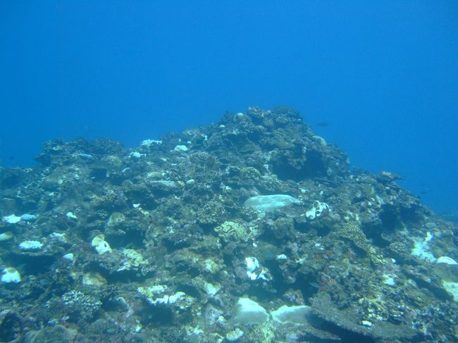 白っぽいけど透明度悪くないです。<br />エントリーの直後にマンタが通り過ぎました。<br /><br />そしてそれっきりマンタは現れず･･･。