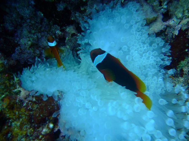 なんとかクマノミ