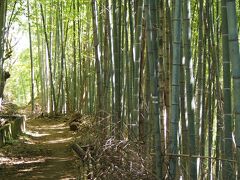 竹林、好きなんですよねえ。

なんだかよい空気が流れているような気がします。