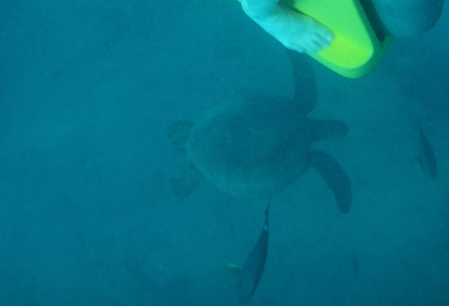 ハワイへの旅 16 3日目ー水中スクーターで海中散歩 ハレクラニでアフタヌーンティー ホノルル ハワイ の旅行記 ブログ By Akikoさん フォートラベル