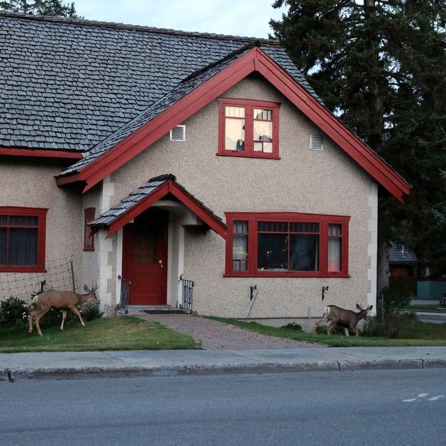 こっちにも…<br />こっちは奈良公園の鹿サイズの普通の大きさ。<br /><br />家の前の植込みにすら網が張ってあるので、きっと街の中を鹿が歩いているのはバンフでは普通のことなんだろう…