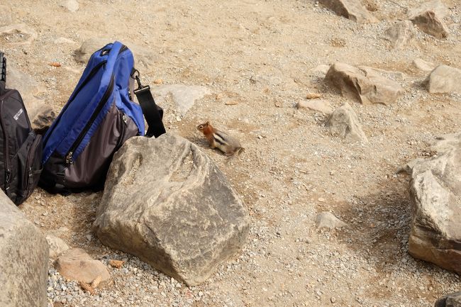 まるまると太ったリス（笑<br />リュックの中のおやつを狙ってるのかな～