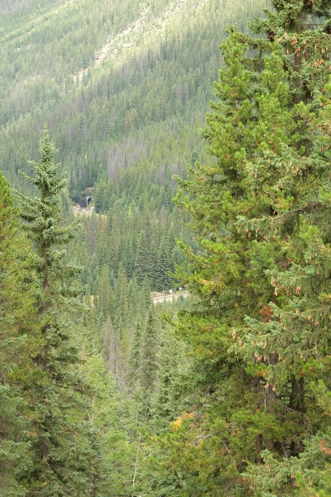 残念ながら電車なし。<br />2本の木の間に挟まれている白い部分が電車が顔＆お尻を出すところ。<br />ここは電車がいないとおもしろくないね（笑