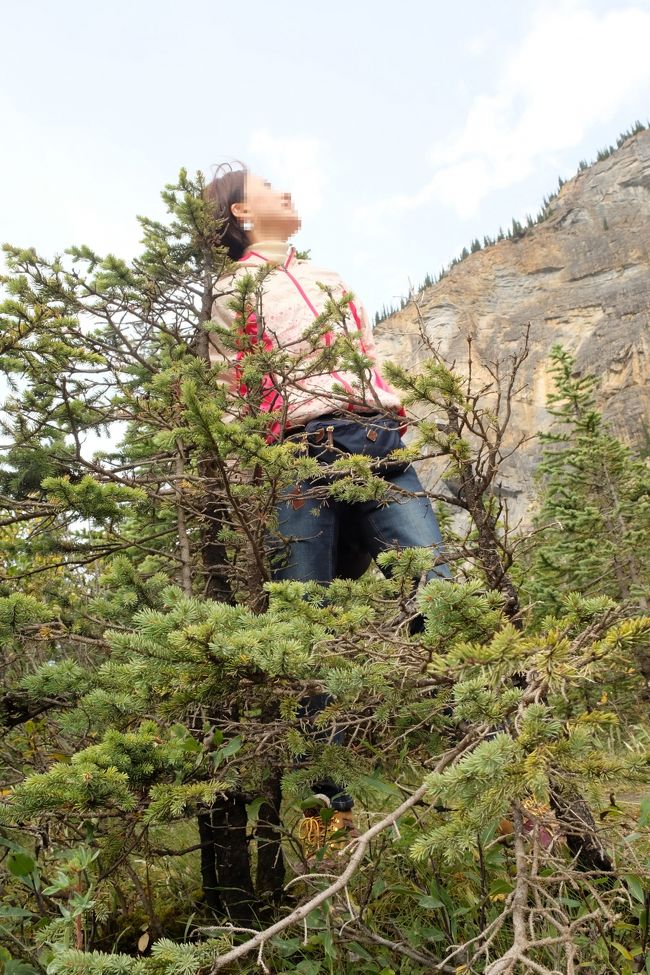 標高が高いせいか（なんでだったかよく覚えてない）このあたりは低木ばかり。<br />ガリバーの気分で1枚パチリ！