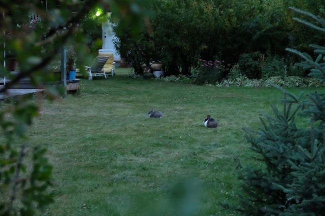 隣の庭にはウサギ･･･