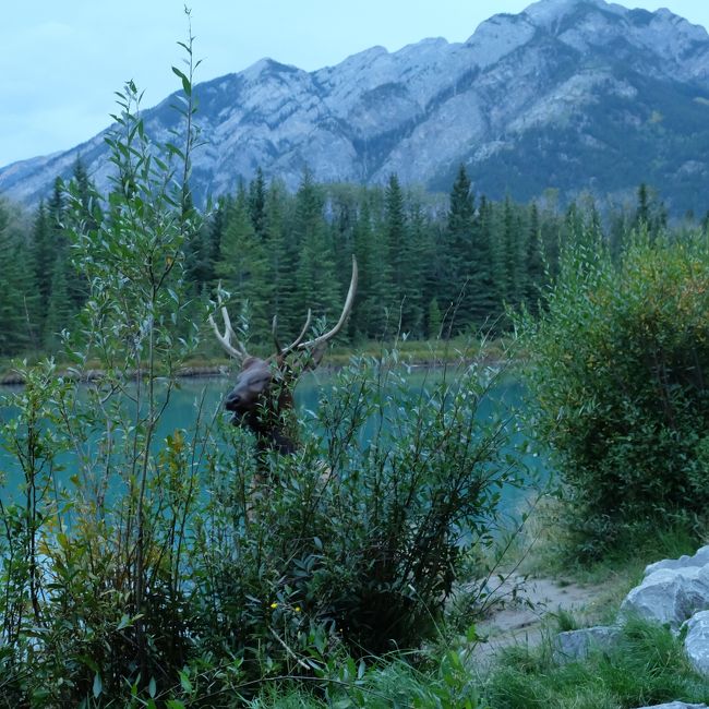 ボウ川には鹿。<br /><br />バンフはこういうところのようです。<br />鹿にあってもびっくりしなくなってきました。<br />奈良公園の鹿的なのりですが、別にだれも餌付けしてる感もなく、人間を見ても近づいてくるわけでなし。