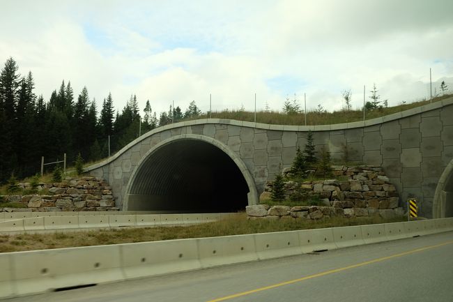 アニマル・オーバーパス<br /><br />動物達が道路を横断する為に作られた陸橋<br /><br />片道２車線の間は道路上を普通に動物が横断していたのだそうですが、４車線に拡張工事をした際、道の両脇に柵が。<br />地上だけでなく、穴を掘るのが得意な動物も通れないように地下にも柵は埋められているんだそうです。<br />道の左右を動物が往来できないと、生態系に影響を与えてしまうので、動物が安全に道を横断できるように「アニマルアンダーパス」という、道の下をくぐるトンネルを作ったそうですが人工的な感じがするのか、鹿などの草食動物の移動は確認できるものの、熊や狼などのピラミッド上部の動物の利用が少なかったため、オーバーパスが作られました。<br />たま～に熊が通ったりするのが見れるそうです。<br /><br /><br />アニマルオーバーパスは4つ、アンダーパス 32本あるそうです。<br /><br /><br />