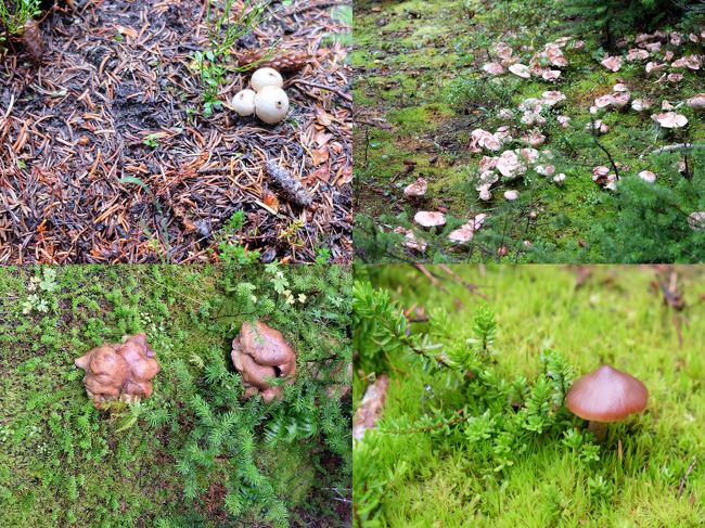 続いてペイトーレイクに到着。<br />山岳ガイドBill Peytoの名前が付けられた氷河湖です。<br />ふりそうでふらない雨に感謝しつつ展望スポットへ移動しました。<br /><br />5分ほど移動する間にきのこが。きのこが！きのこが！！<br />大量です。<br />カナダではこの季節、マツタケ狩りができるのだそうです。<br />マツタケをありがたがるのは日本人だけらしく、取り放題なんだとか。