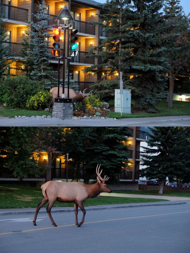 街中で鹿と遭遇！！！！<br /><br />マジで？<br />お尻が白っぽいのでたぶんエルク(ワピチ)。<br /><br />いやいや、でかいし！！！<br />こわいし！！！！！<br />