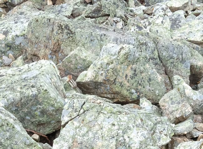 リスやナキウサギのピー！ピー！！と鳴く声が時折聞こえてきます。