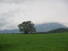 有名な一本桜。昔は多くの木が植えられていて、たまたま一本だけ伐採せずに残したものらしい。