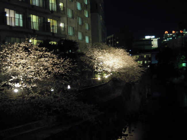 伊東の夜桜で今年の花見はおしまい