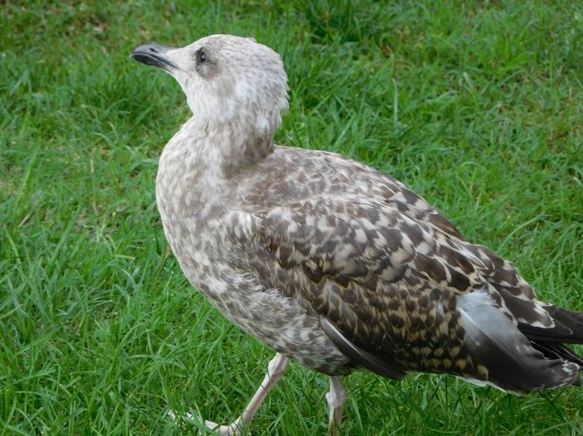 ポルトもリスボンも、直接海に面した町でないけど、大きな川の向こうは、もうすぐ海で、この、キーキーと鳴くカモメが町にはいっぱいいる。結構身体も大きくて、ちょっと怖可愛い。