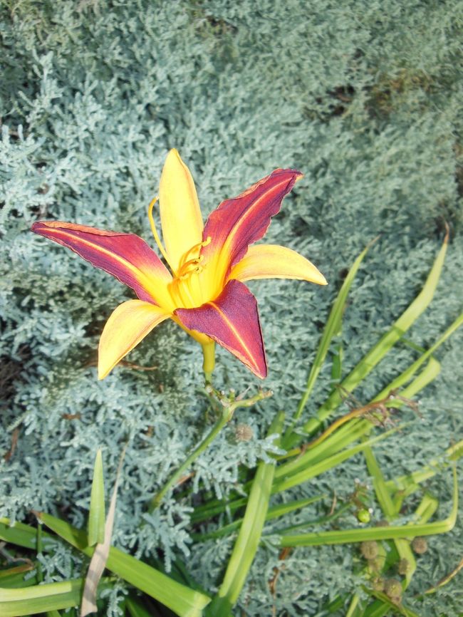 見たことのないお花が咲いていました。<br /><br />