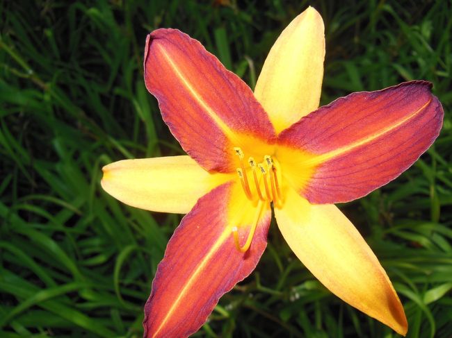 花びらとガクでしょうか・・<br /><br />