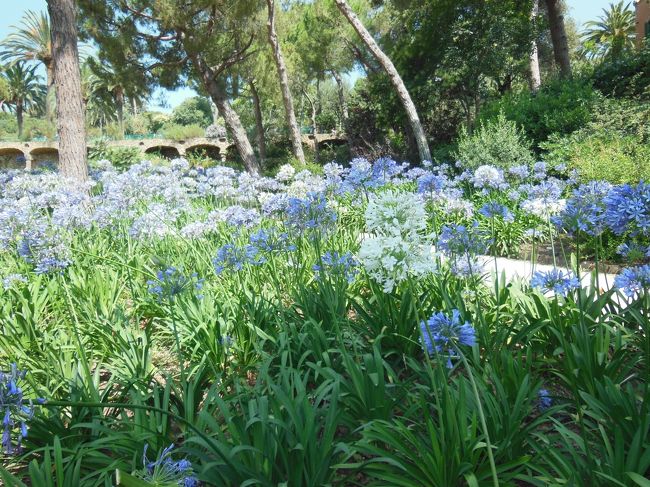 涼し気な色合いのお花が咲いていますが、<br />気温はかなり上昇中。<br /><br />