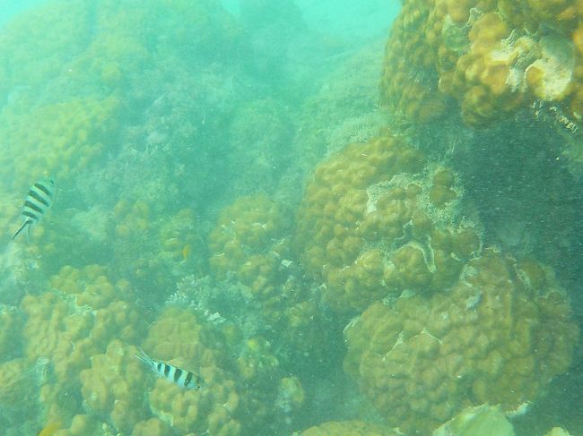 自前の水中カメラにて撮影<br /><br />水中撮影はまだまだド素人。<br />この日の為にAmazonでお得な水中カメラを買ったのだ！<br />これからもっと練習しまぁ～す