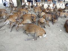 奈良公園に行ったら、鹿が日陰でお昼寝していました。
日陰に固まっているのがかわいいです。