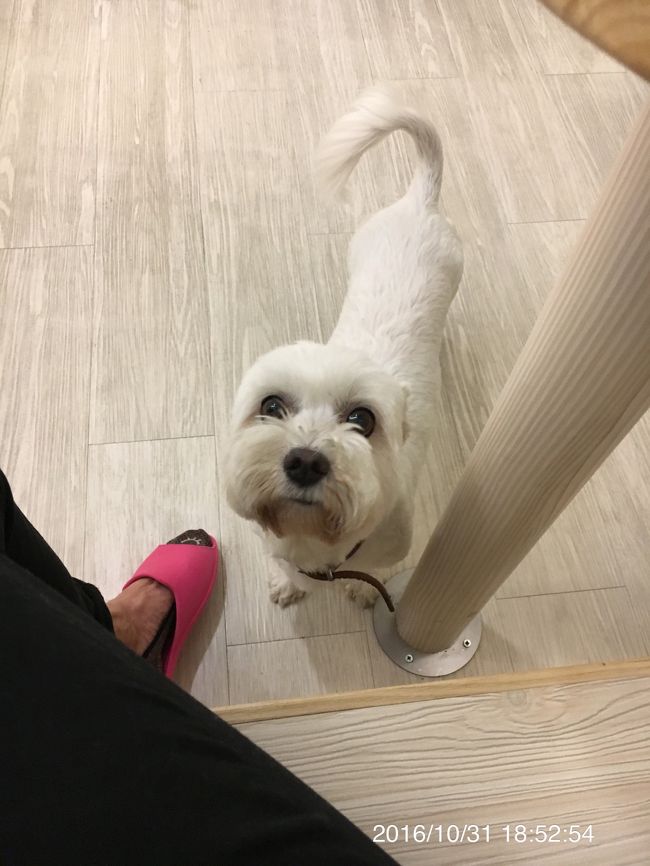 犬がいました。スタッフの飼い犬？