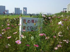 10月末の大阪マラソンに備え、多摩川のジョギングコースを丸子橋から羽田空港近くの首都高横羽線までの往復と+αでの３０キロ走をしていく中で、六郷橋そばに咲いていました。