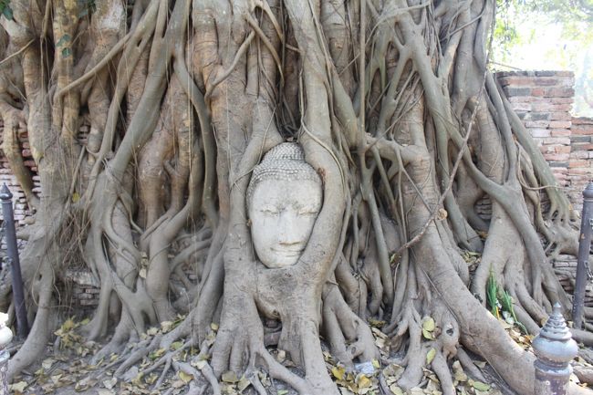 これもガイドブック等でよく見るマハタート寺院。<br />悲しい過去を物語る寺院とも知られています。<br />アユタヤは、行くならば下調べorガイドさん付けた方が絶対に良いです。<br />歴史が古く壮絶なので勉強になります。