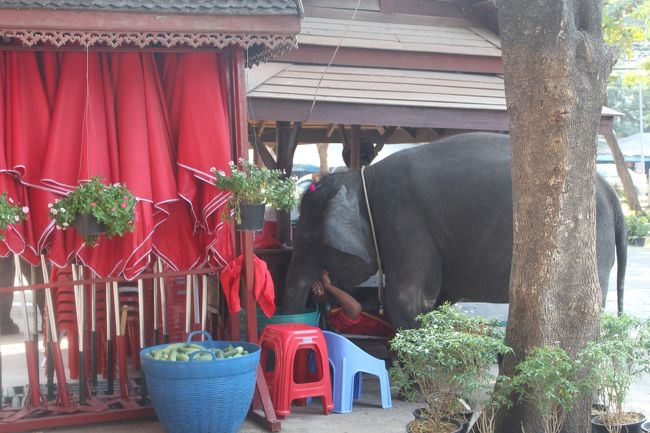 ちゃんとしつけをされた賢い像。