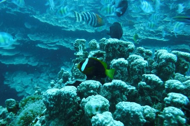 魚と一緒に泳ぐ。初体験！