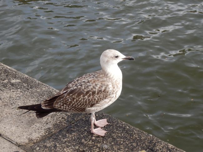 この子はカモメちゃんでしょうか。<br />君の名は。。。。？　名前は。。。！？<br />とりあえず、良い感じに写ってくれてありがとうｗ<br />ではもう一度橋を渡って、対岸にあるポルト最後の目的地へ。