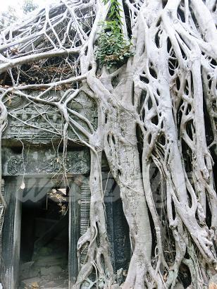 アンコールワット観光を午後にするとなると（アンコールワットは午前だと逆光で上手く写真が撮れないため、ツアーなどでは午後に観光するのが通例）午前に周るコースのパターンがだいたい決まっているせいか、皆同じ場所に集まってしまうため、とにかくどこも人が多いのですが、ここは映画で有名になったこともある上に、行ったのが週末ってのもあるため、すごい人でした。<br /><br />写真ポイントの所は特にすごくて、押せども押せどもの人の波。<br />しかも某大陸系の団体が多いからそりゃあもう大変。<br />遺跡に登るは平気で割り込むわで、やりたい放題。<br /><br />ってことで、私は最終日にもう一回自力で来ておりますのでそのお話は後日また…