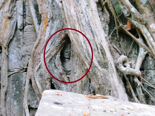 第二回廊にある、木につつまれたデヴァター。昔はもっと見えていたらしい。（デヴァター→女官や踊り子・女神の彫刻。）<br /><br /> <br />そのうち見えなくなる日がくるかも。