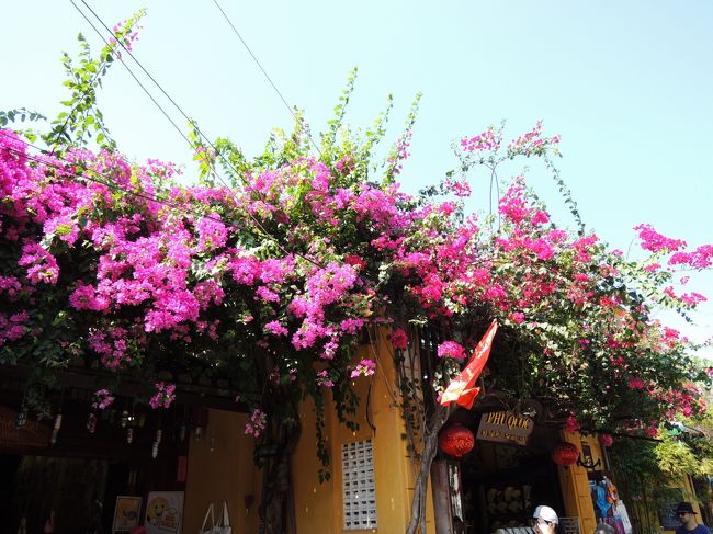 青い空と鮮やかなピンクのお花♪