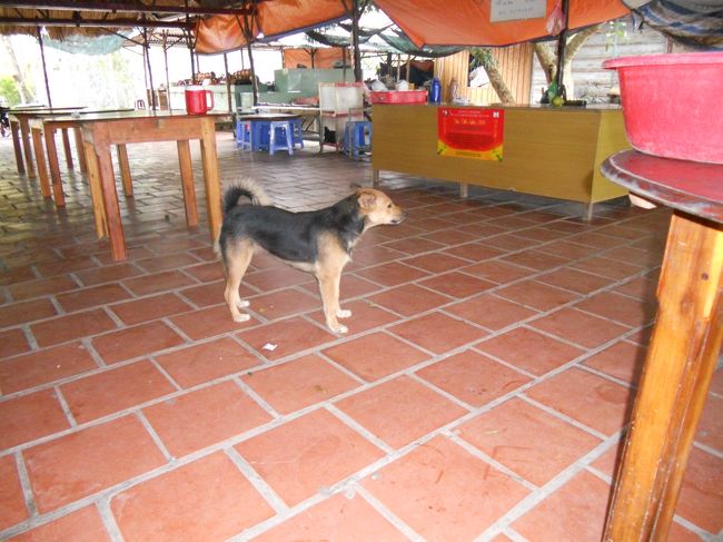 お姉さん、ほとんど聞いてなくてごめんね。<br />ローヤルゼリーは買わないよ。<br /><br />今回、初ワンコ。シャイなワンコで近寄ってこない。